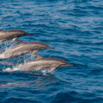 Spinner Dolphins in the Maldives