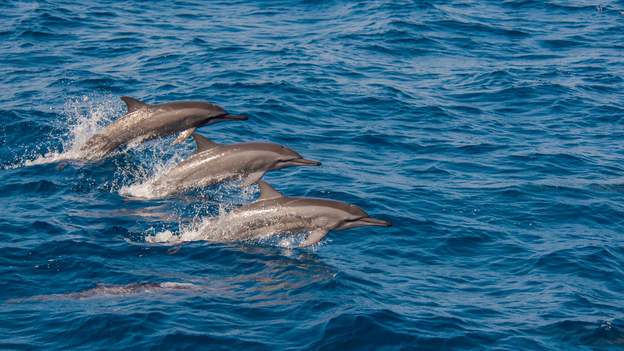 Spinner Dolphins in the Maldives