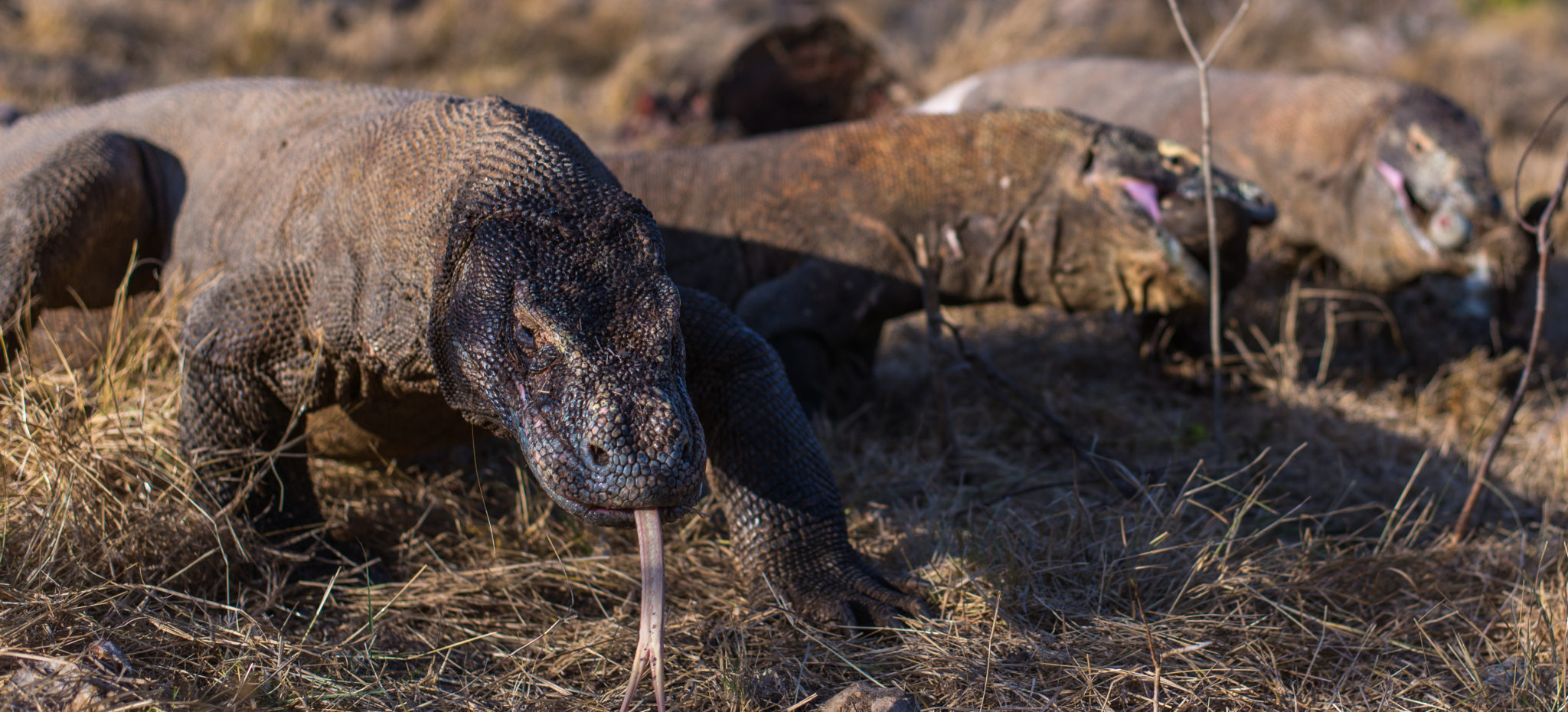 Komodo Dragons in Indonesia