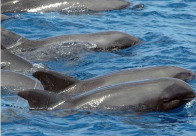 four dolphins side by side in the ocean
